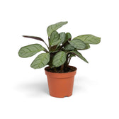 Ctenanthe 'Amagris' with closely spaced grey-green leaves and dark green margins