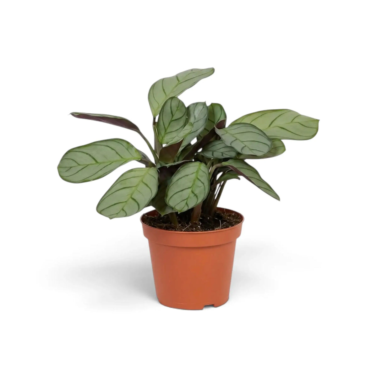 Ctenanthe 'Amagris' with closely spaced grey-green leaves and dark green margins