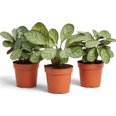 Ctenanthe 'Amagris' showing compact growth and finely veined grey-green leaves