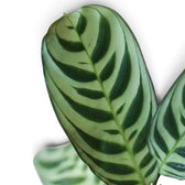 Blattdetail von Ctenanthe burle-marxii mit dunkelgrünen Streifen entlang der Blattadern