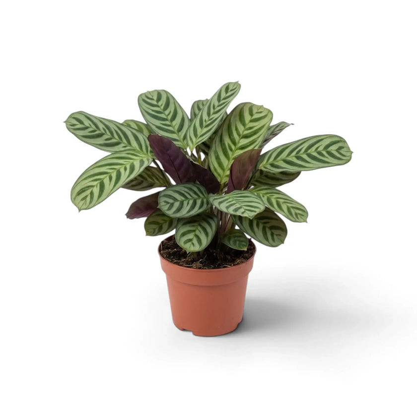Ctenanthe burle-marxii with densely layered leaves marked by dark green fishbone patterns