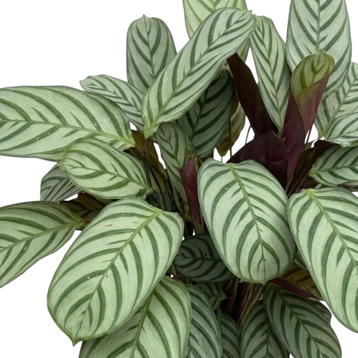Ctenanthe 'Compactstar' leaves with silver-green blades, dark green herringbone stripes and purple backs