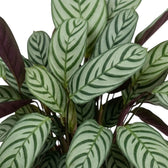 Close-up of Ctenanthe 'Compactstar' showing dark feather-like markings on pale green leaves