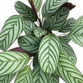 Ctenanthe 'Compactstar' foliage from above, with striped oval leaves and burgundy leaf backs