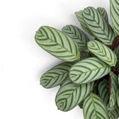 Ctenanthe 'Compactstar' leaves with silvery-green blades and dark green feather-like stripes