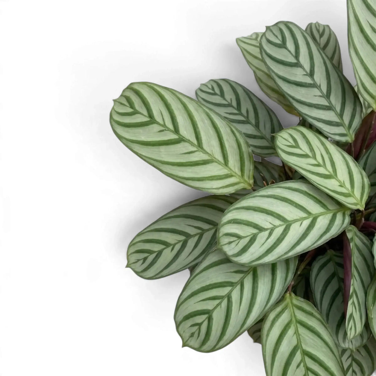 Ctenanthe 'Compactstar' leaves with silvery-green blades and dark green feather-like stripes