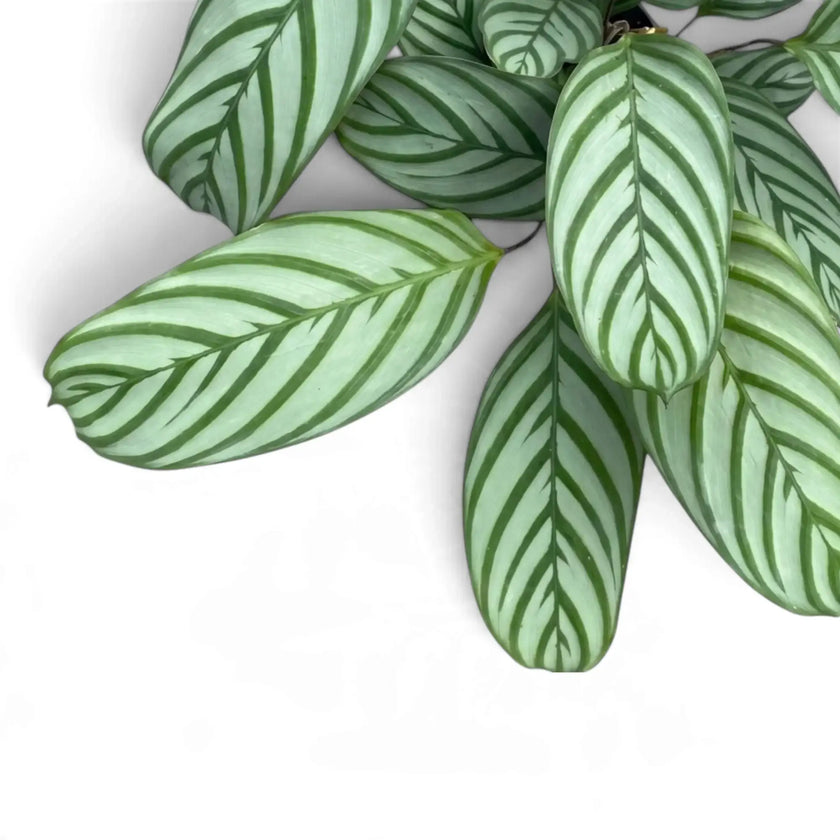 Close detail of Ctenanthe 'Compactstar' oval leaves with dark green herringbone stripes