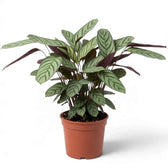 Ctenanthe 'Compactstar' in an orange nursery pot with striped silver-green leaves and burgundy backs