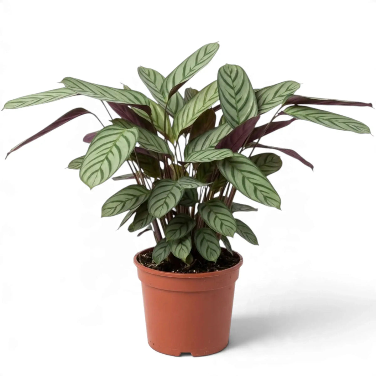Ctenanthe 'Compactstar' in an orange nursery pot with striped silver-green leaves and burgundy backs