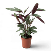 Tall Ctenanthe 'Compactstar' in an orange nursery pot, showing purple leaf backs among upright stems