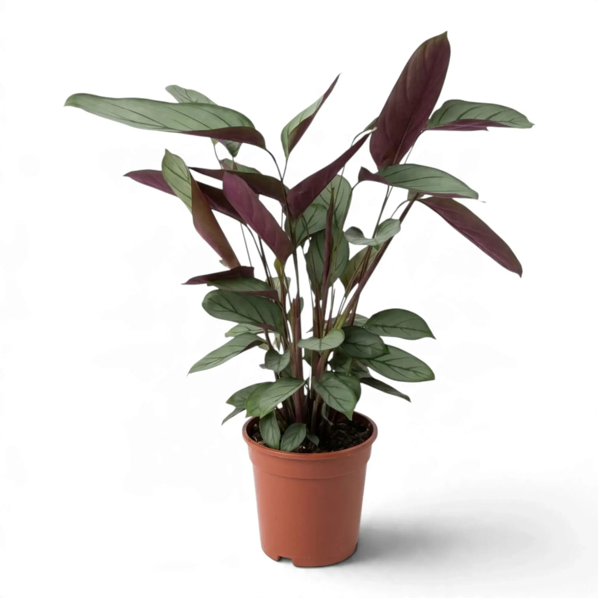 Tall Ctenanthe 'Compactstar' in an orange nursery pot, showing purple leaf backs among upright stems