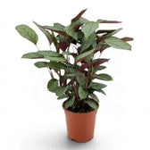 Upright Ctenanthe 'Compactstar' in an orange nursery pot with patterned leaves and maroon undersides