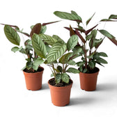 Three Ctenanthe 'Compactstar' plants in orange nursery pots, showing striped leaves and purple backs