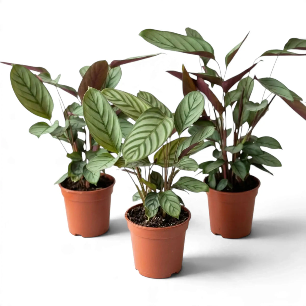 Three Ctenanthe 'Compactstar' plants in orange nursery pots, showing striped leaves and purple backs