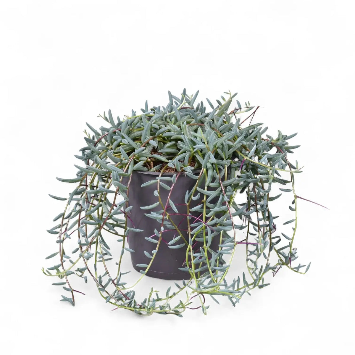 Curio hallianus potted plant in nursery pot on white background.