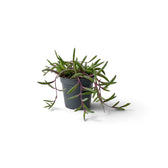 Small Curio herreanus 'Purple Flush' in a grey pot with slender leaves on trailing purple stems