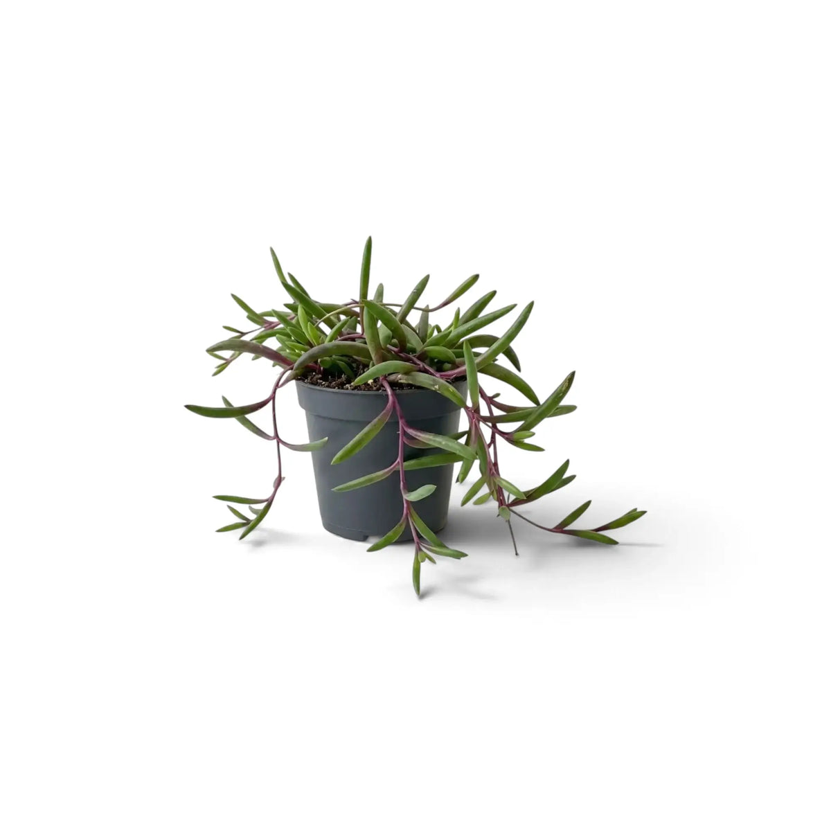 Small Curio herreanus 'Purple Flush' in a grey pot with slender leaves on trailing purple stems