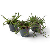 Two young Curio herreanus 'Purple Flush' plants in grey pots with cascading slender stems