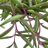 Close-up of Curio herreanus 'Purple Flush' showing narrow, fleshy leaves and purple branching stems