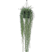 Curio radicans 'Blue Pickle' Zimmerpflanze im Anzuchttopf vor weißem Hintergrund, Produktfoto 2.