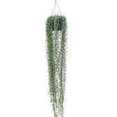 Curio radicans 'Blue Pickle' Zimmerpflanze im Anzuchttopf vor weißem Hintergrund, Produktfoto 3.