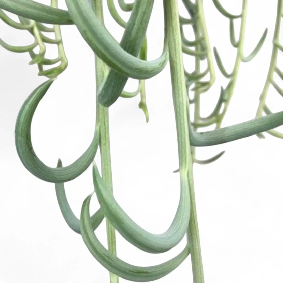 Curio radicans 'Blue Pickle' Zimmerpflanze im Anzuchttopf vor weißem Hintergrund, Produktfoto 4.