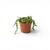 Curio rowleyanus, also Senecio rowleyanus, String of pearls baby plant in a nursery pot