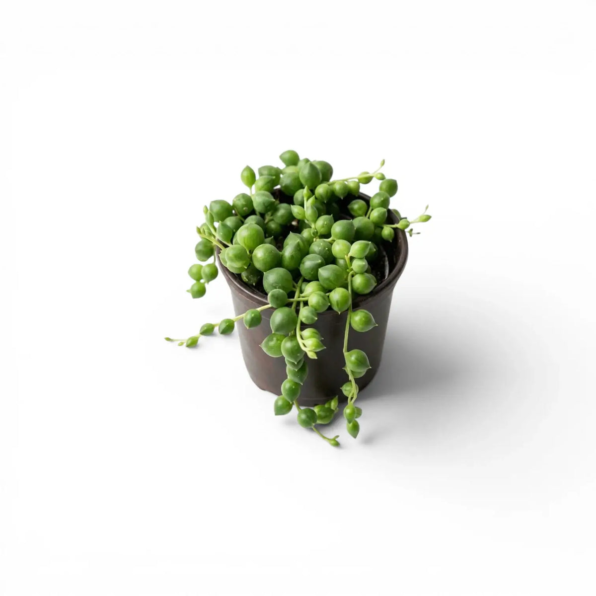 Curio rowleyanus, also Senecio rowleyanus, String of pearls baby plant in a nursery pot.