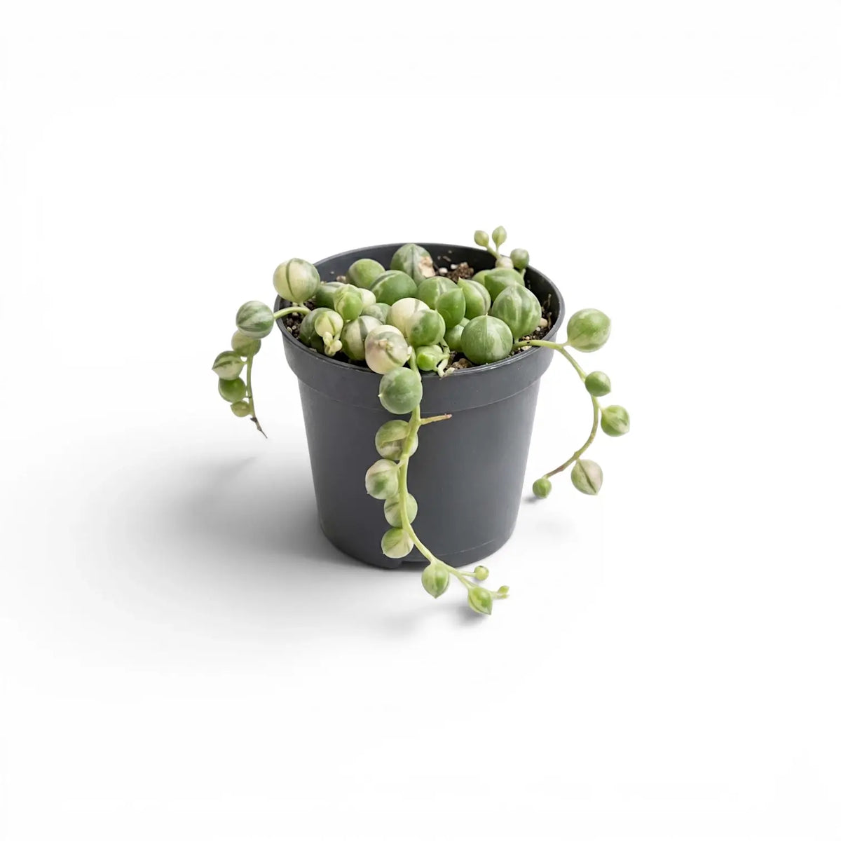 Curio rowleyanus (Senecio rowleyanus), panaschierte Erbsenpflanze als Babypflanze im Kulturtopf.