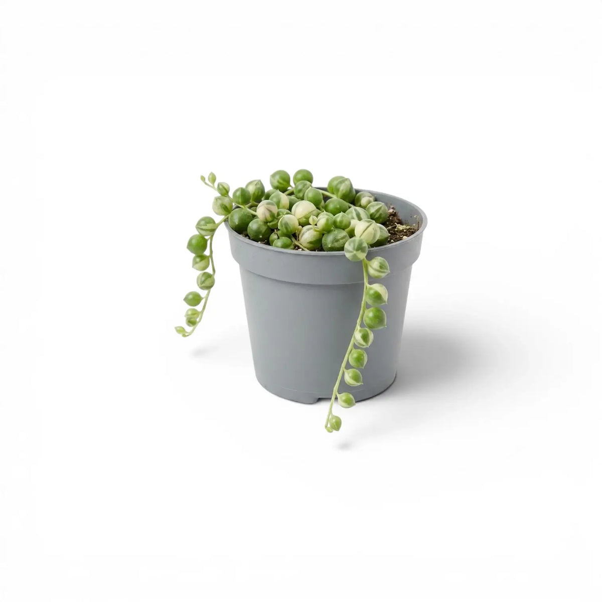 Curio rowleyanus (Senecio rowleyanus), panaschierte Erbsenpflanze als Babypflanze im Kulturtopf.