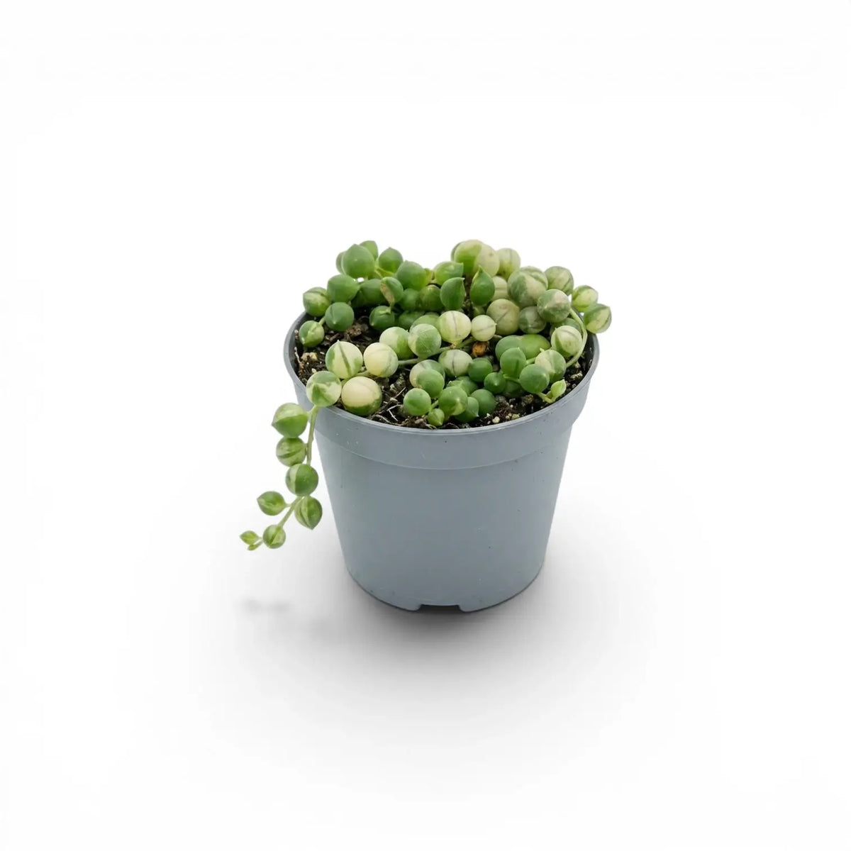 Curio rowleyanus (Senecio rowleyanus), panaschierte Erbsenpflanze als Babypflanze im Kulturtopf.