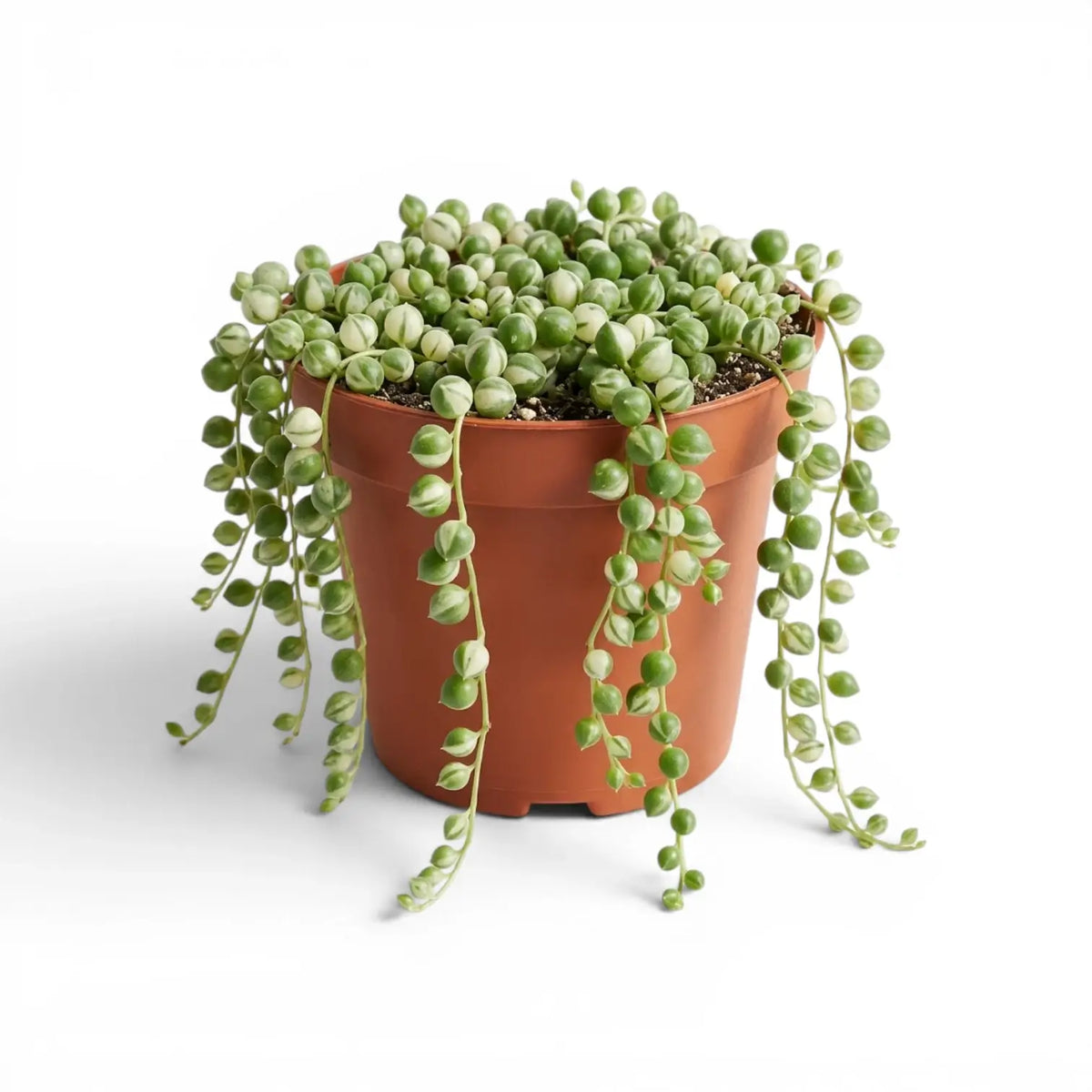 Curio rowleyanus (Senecio rowleyanus), panaschierte Erbsenpflanze im Kulturtopf.