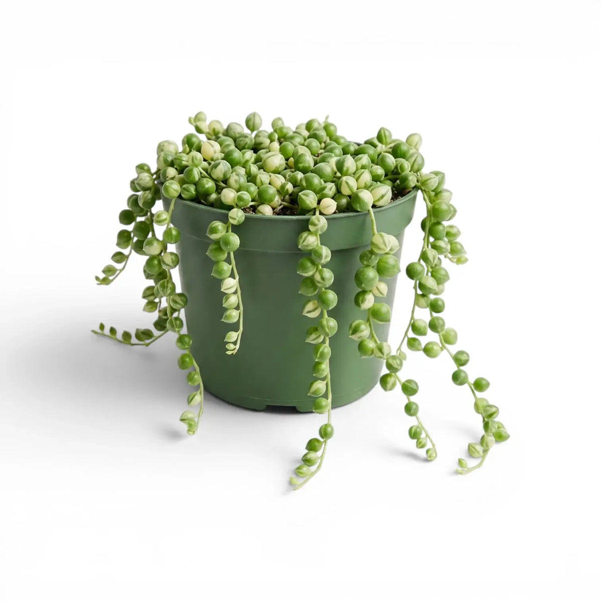 Curio rowleyanus (Senecio rowleyanus), panaschierte Erbsenpflanze im Kulturtopf.