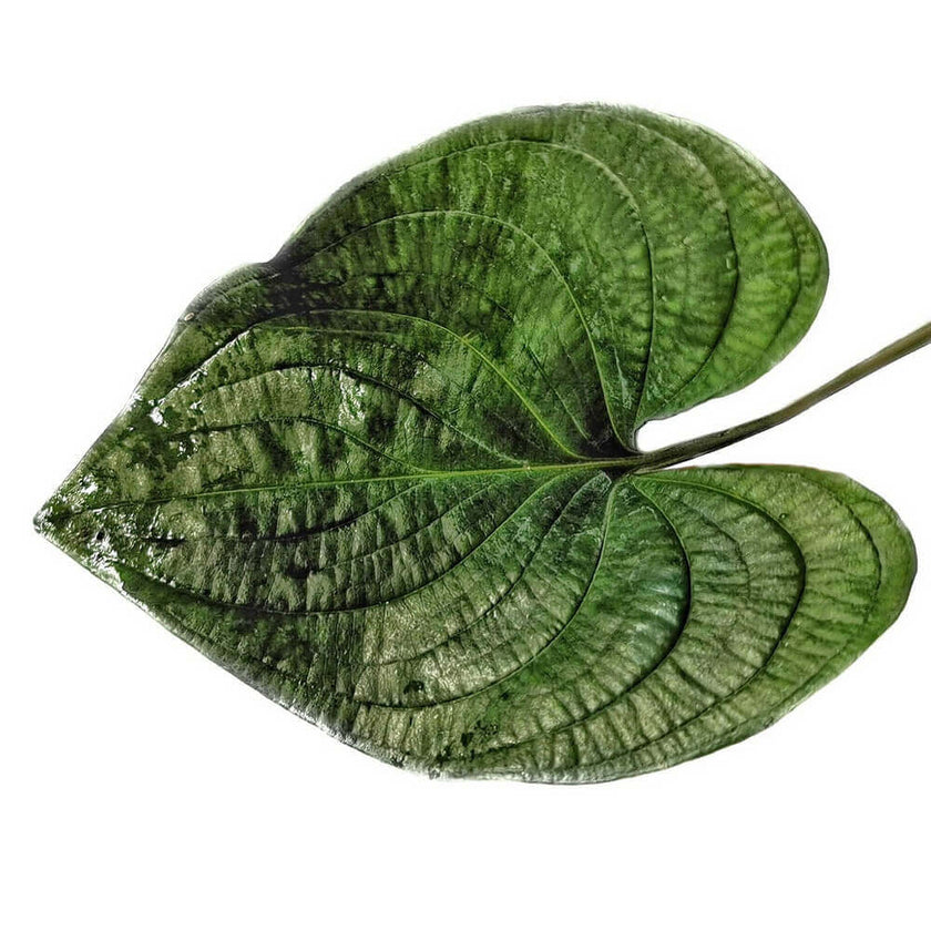 Cyanastrum cordifolium potted plant in nursery pot on white background.