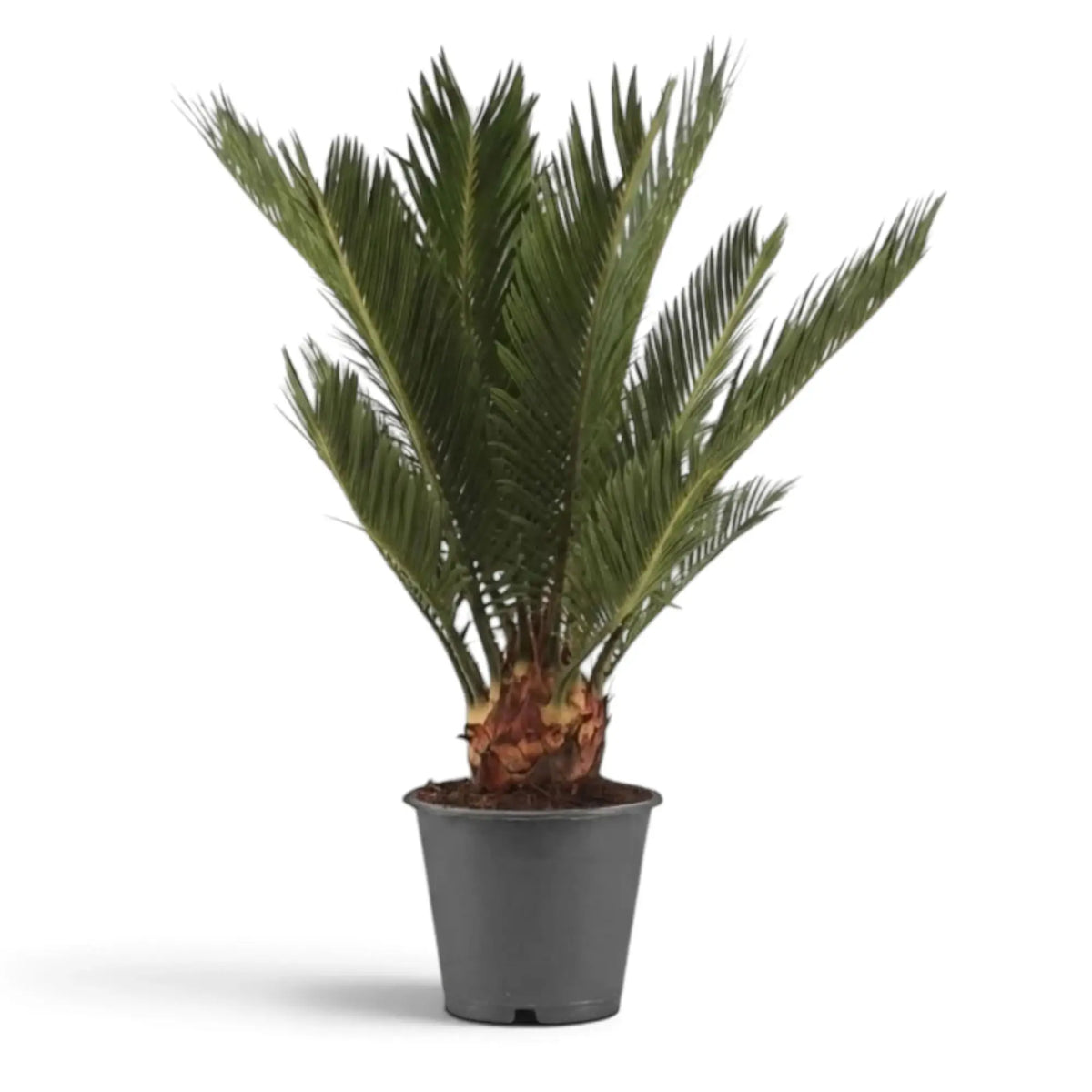 Large Cycas revoluta in a grey pot, with dark green fronds above a short textured trunk
