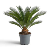 Large Cycas revoluta showing stiff radial fronds above a thick textured trunk