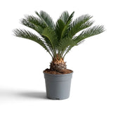 Potted Cycas revoluta viewed from the side, with a rounded crown and exposed woody base