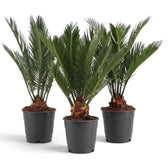 Three large Cycas revoluta plants with short textured trunks and upright green fronds
