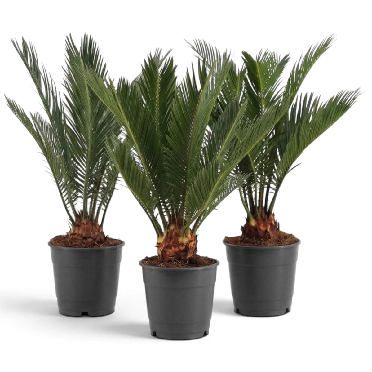 Three large Cycas revoluta plants with short textured trunks and upright green fronds