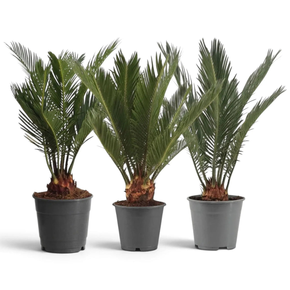 Three extra-large Cycas revoluta sago palms arranged in grey nursery containers