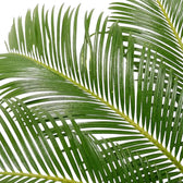 Close-up of Cycas revoluta fronds with rows of fine, narrow green leaflets