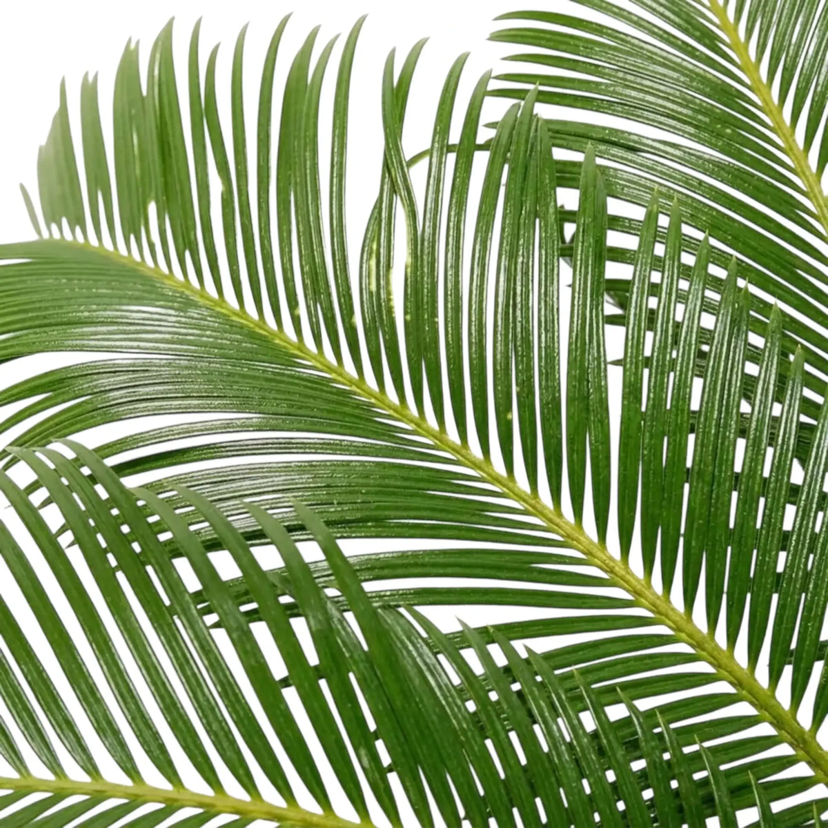 Close-up of Cycas revoluta fronds with rows of fine, narrow green leaflets