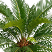 Cycas revoluta with fresh light green fronds among darker mature foliage