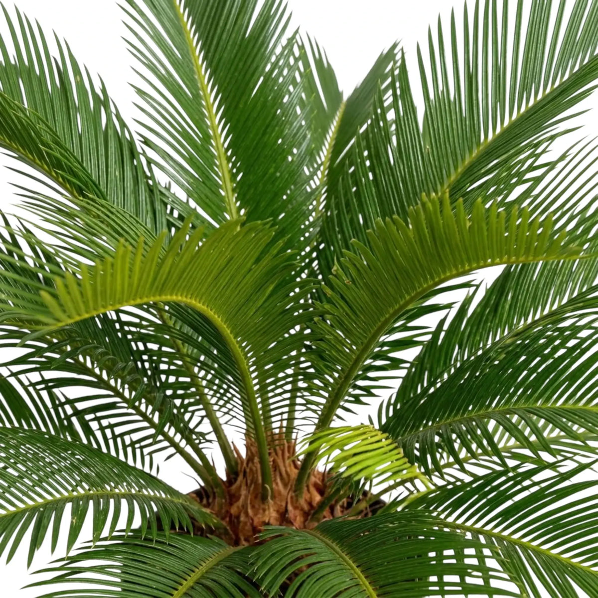 Cycas revoluta with fresh light green fronds among darker mature foliage