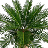Arching Cycas revoluta leaves forming a dense ring of narrow pointed leaflets