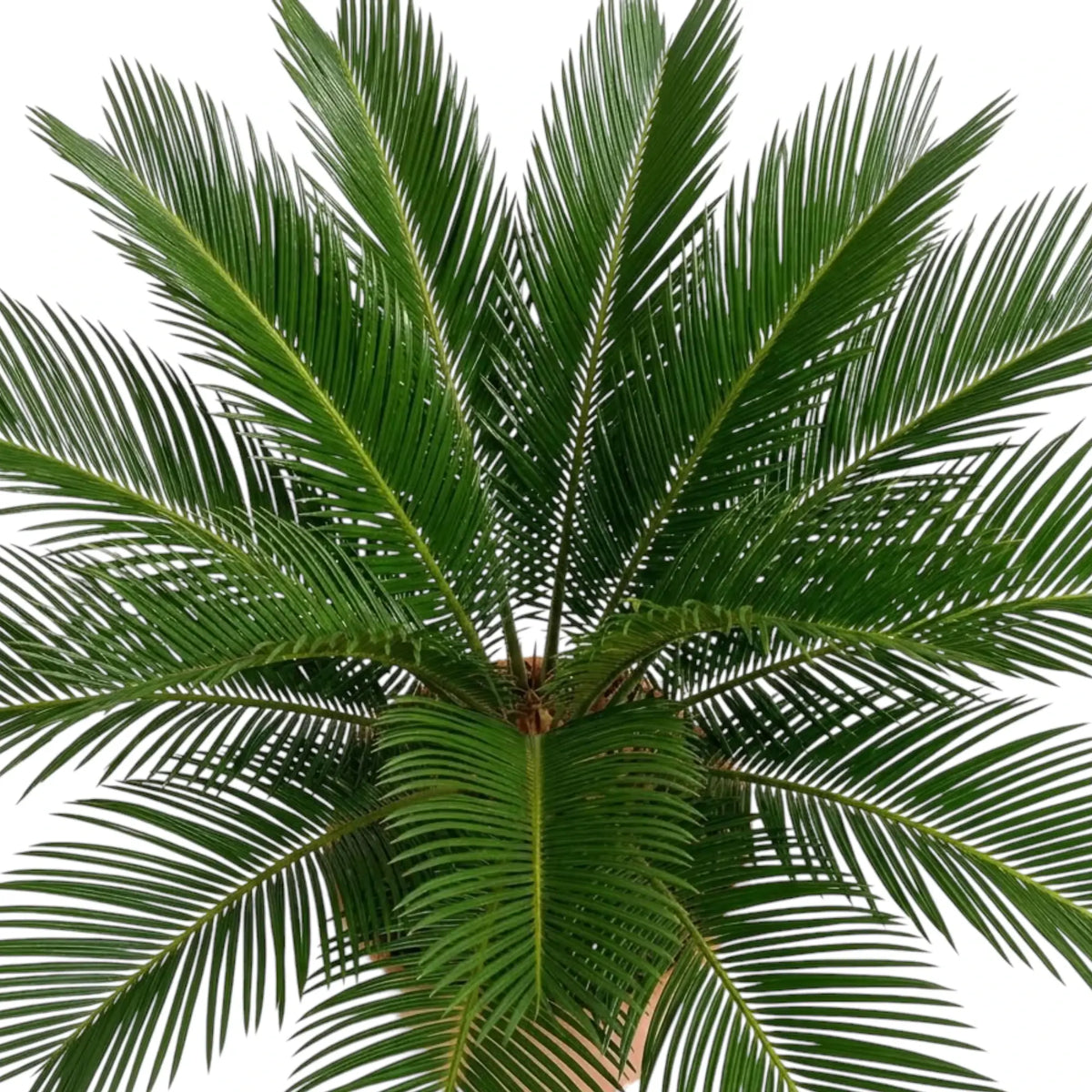 Arching Cycas revoluta leaves forming a dense ring of narrow pointed leaflets