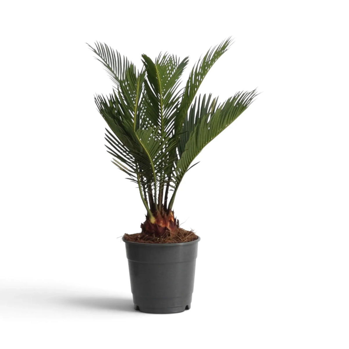 Single Cycas revoluta in a dark pot with a short trunk and upright fronds
