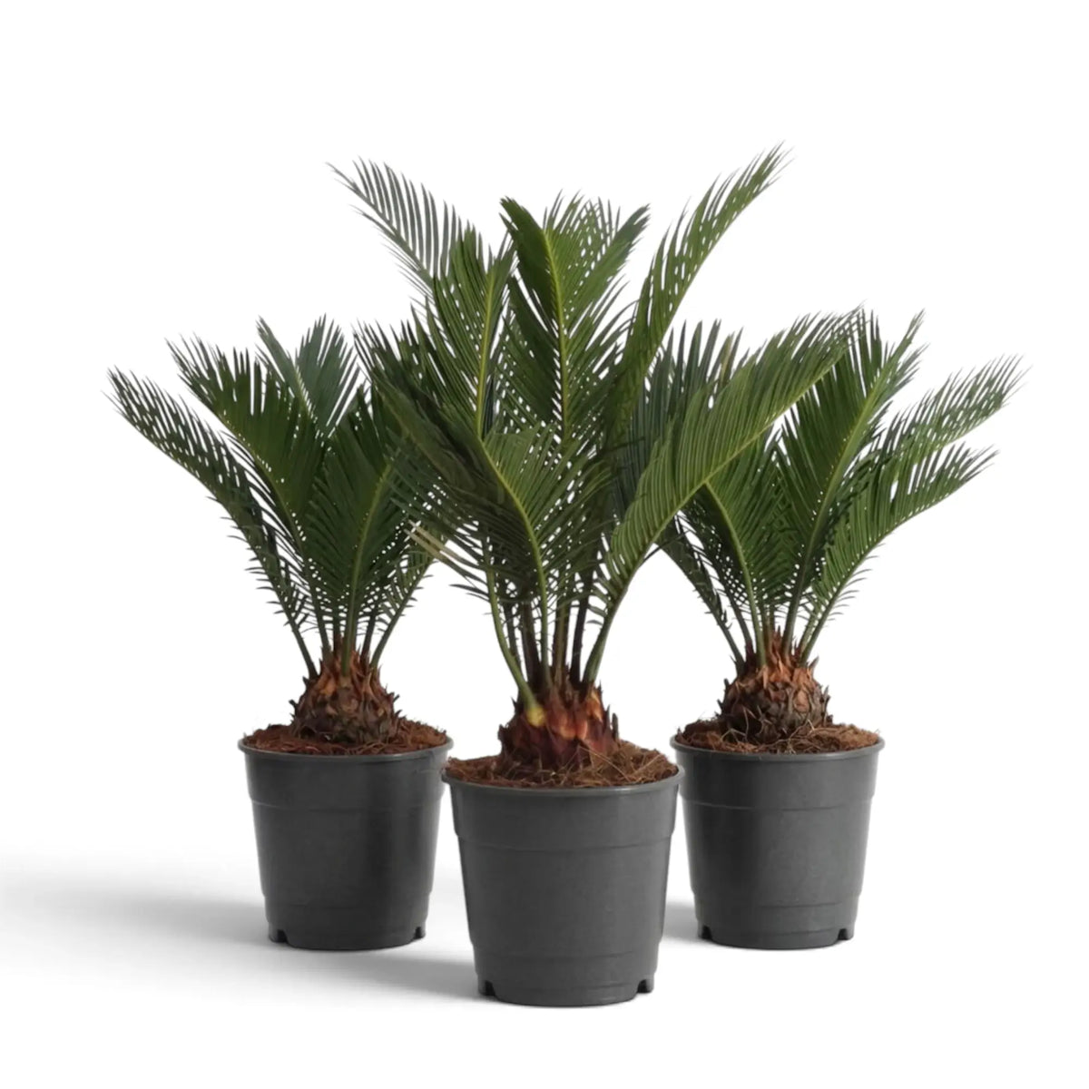 Three large Cycas revoluta plants with slightly different frond shapes and heights