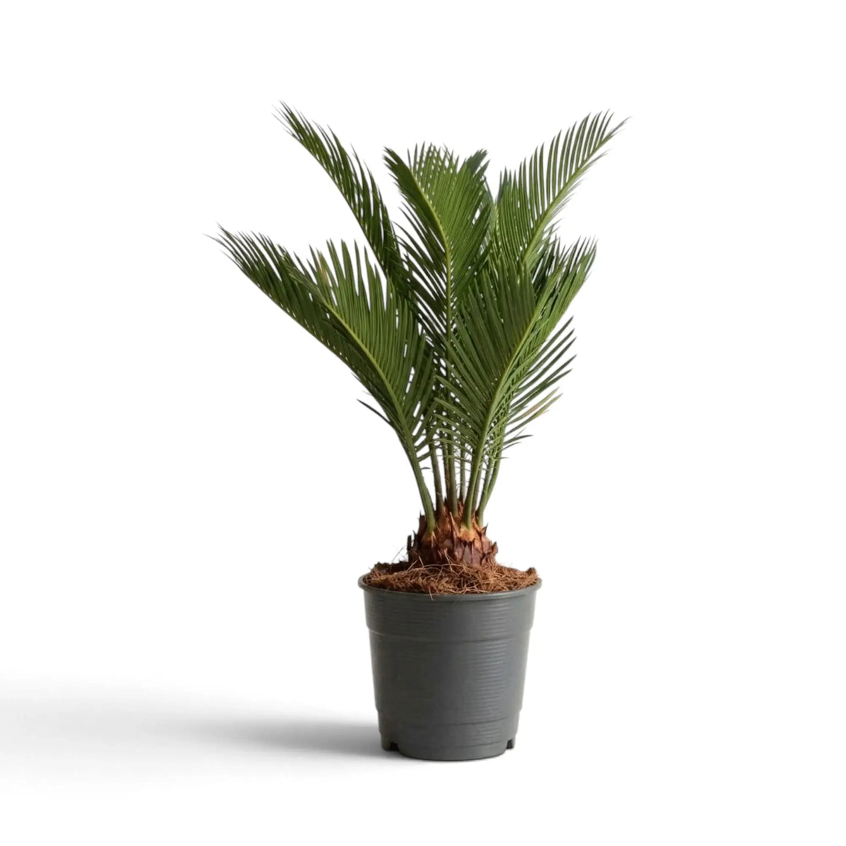 Potted Cycas revoluta with upright featherlike leaves and a visible fibrous base