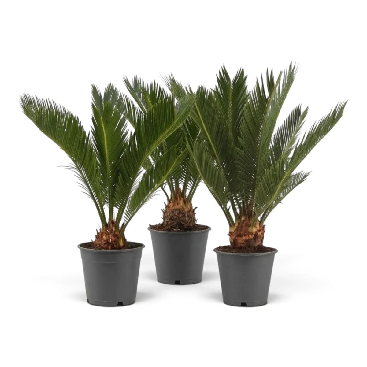 Three medium Cycas revoluta plants in dark pots with compact crowns of green fronds